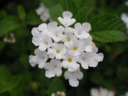 ランタナの白い花