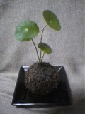 �E�H�[�^�[�}�b�V�����[���������̓E�H�[�^�[�R�C���Ƃ����炵���B