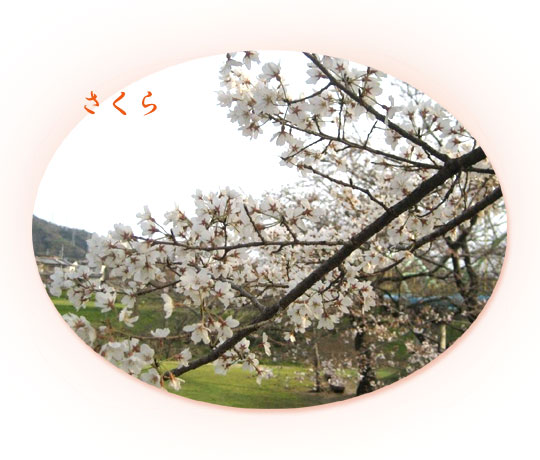 さくら